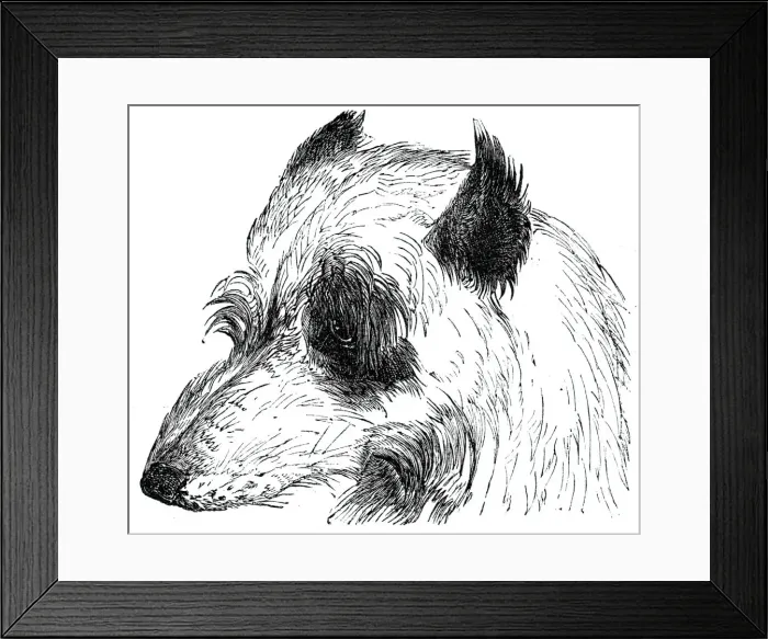 Framed Print : Head of the Wolf Dog, 1844. Creator: Unknown Framed Print : Head of the Wolf Dog, 1844. Creator: Unknown