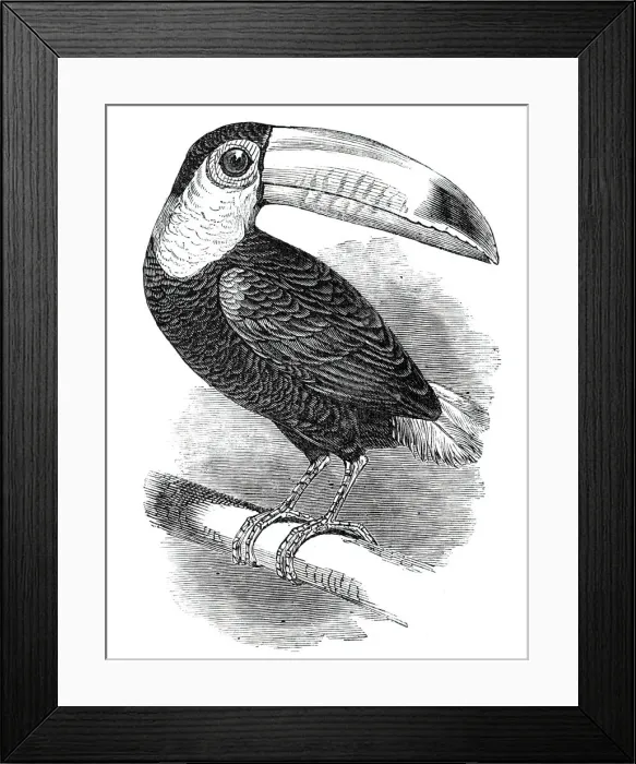 Framed Print : Toucan, at the Surrey Zoological Gardens, 1844. Creator: Unknown Framed Print : Toucan, at the Surrey Zoological Gardens, 1844. Creator: Unknown