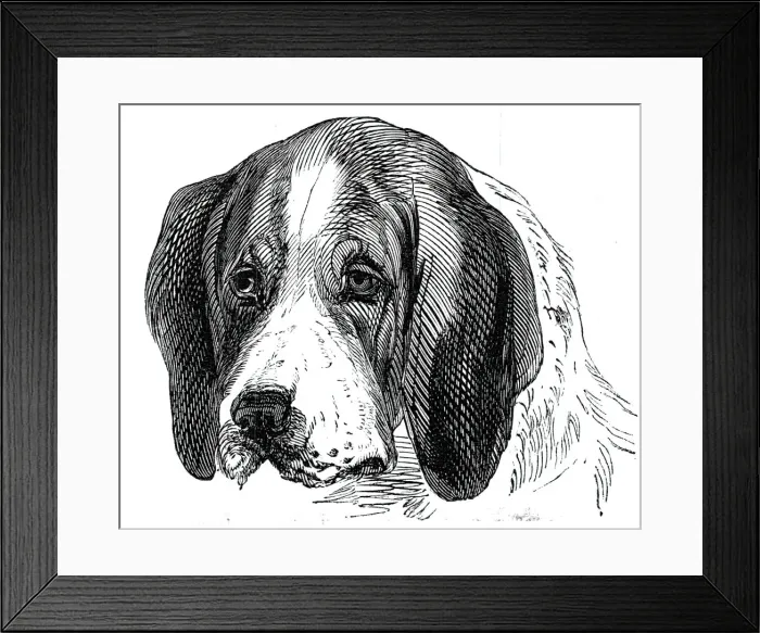 Framed Print : Head of the Old English Hound, 1844. Creator: Unknown Framed Print : Head of the Old English Hound, 1844. Creator: Unknown