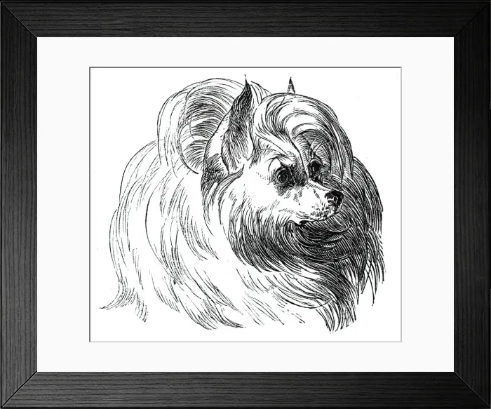 Framed Print : Head of the Iceland Dog, 1844. Creator: Unknown Framed Print : Head of the Iceland Dog, 1844. Creator: Unknown