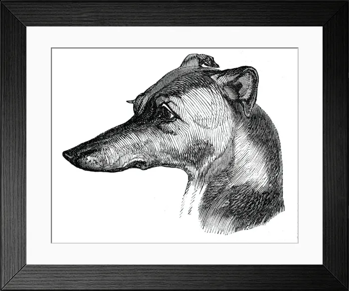 Framed Print : Head of the Greyhound, 1844. Creator: Unknown Framed Print : Head of the Greyhound, 1844. Creator: Unknown