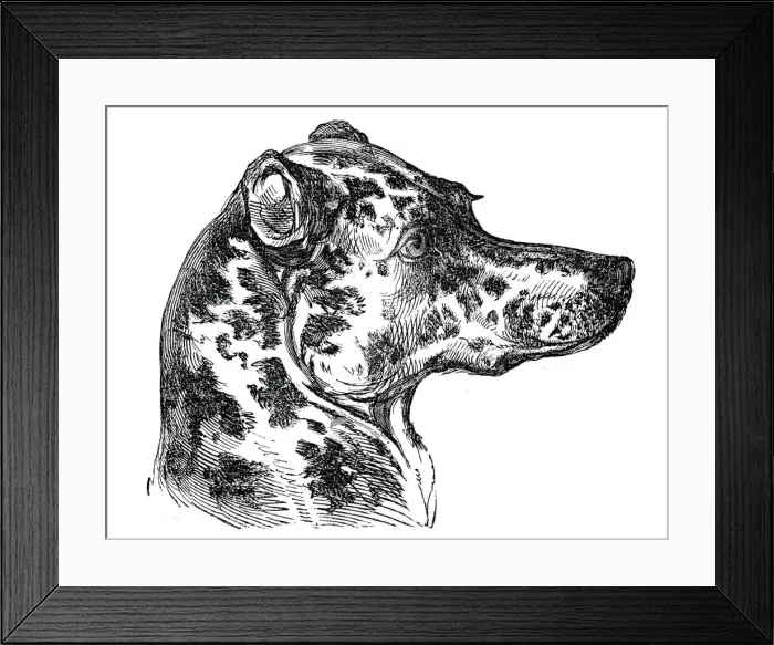 Framed Print : Head of the Dalmatian Dog, 1844. Creator: Unknown Framed Print : Head of the Dalmatian Dog, 1844. Creator: Unknown