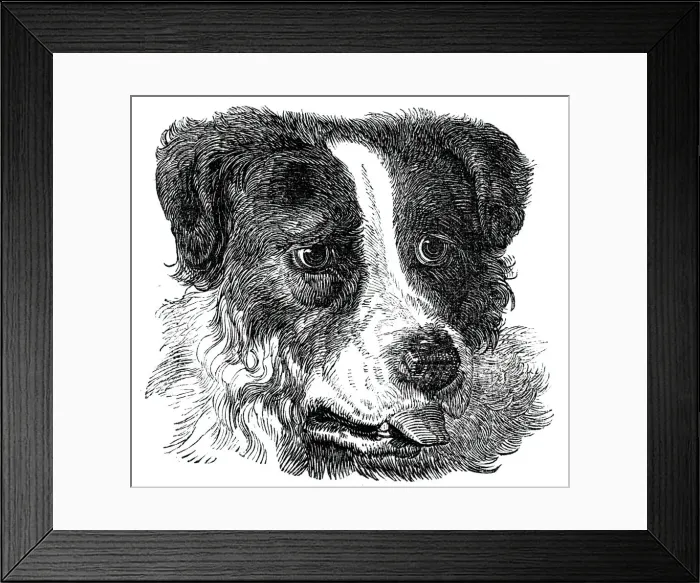 Framed Print : Head of the Newfoundland Dog, 1844. Creator: Unknown Framed Print : Head of the Newfoundland Dog, 1844. Creator: Unknown