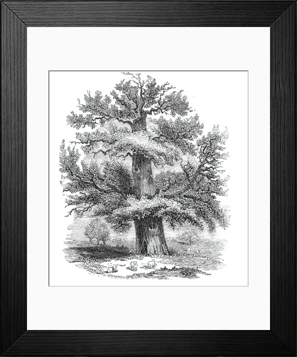 Framed Print : The Sydney Oak, at Penshurst, 1844. Creator: Unknown Framed Print : The Sydney Oak, at Penshurst, 1844. Creator: Unknown