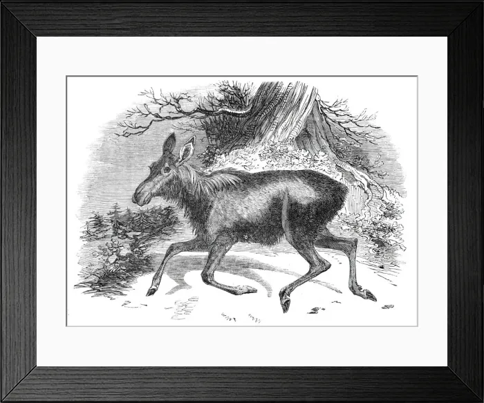 Framed Print : Moose deer, at the Surrey Zoological Gardens, 1844. Creator: Unknown Framed Print : Moose deer, at the Surrey Zoological Gardens, 1844. Creator: Unknown