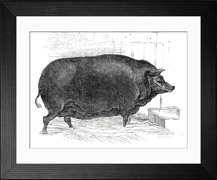 Framed Print : Mr. J. Houses Dorsetshire sow, 1844. Creator: Unknown Framed Print : Mr. J. Houses Dorsetshire sow, 1844. Creator: Unknown