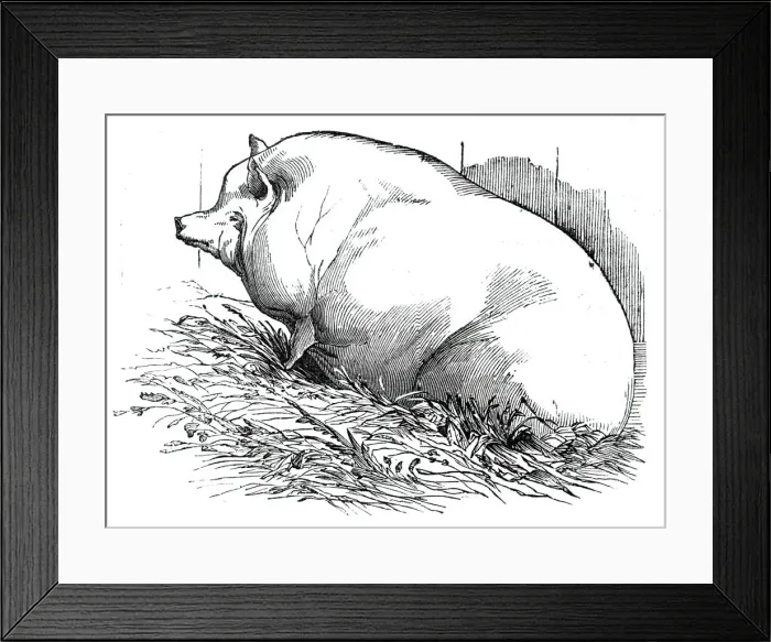 Framed Print : Mr. T. M. Goodlakes Wadley boar, 1844. Creator: Unknown Framed Print : Mr. T. M. Goodlakes Wadley boar, 1844. Creator: Unknown