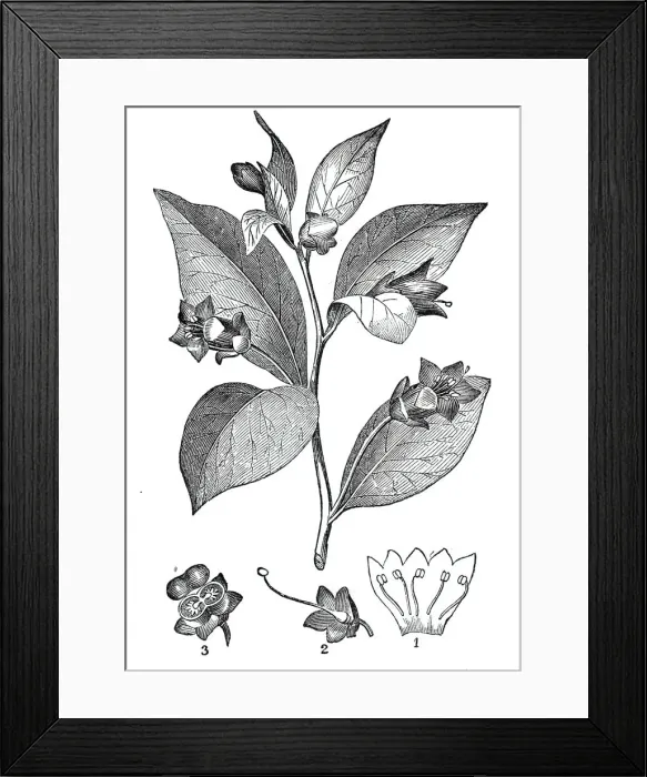 Framed Print : The Deadly Nightshade - (Atropa belladonna), 1844. Creator: Unknown Framed Print : The Deadly Nightshade - (Atropa belladonna), 1844. Creator: Unknown