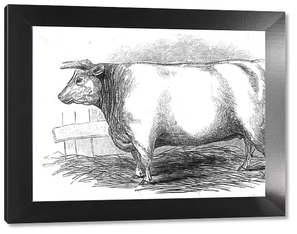 Mr. W. Trinders 3 yrs. 10 mo. Old Durham heifer... 1845. Creator: Unknown