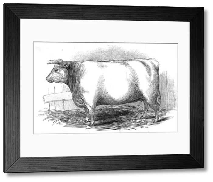 Framed Print : Mr. W. Trinders 3 yrs. 10 mo. Old Durham heifer... 1845. Creator: Unknown Framed Print : Mr. W. Trinders 3 yrs. 10 mo. Old Durham heifer... 1845. Creator: Unknown