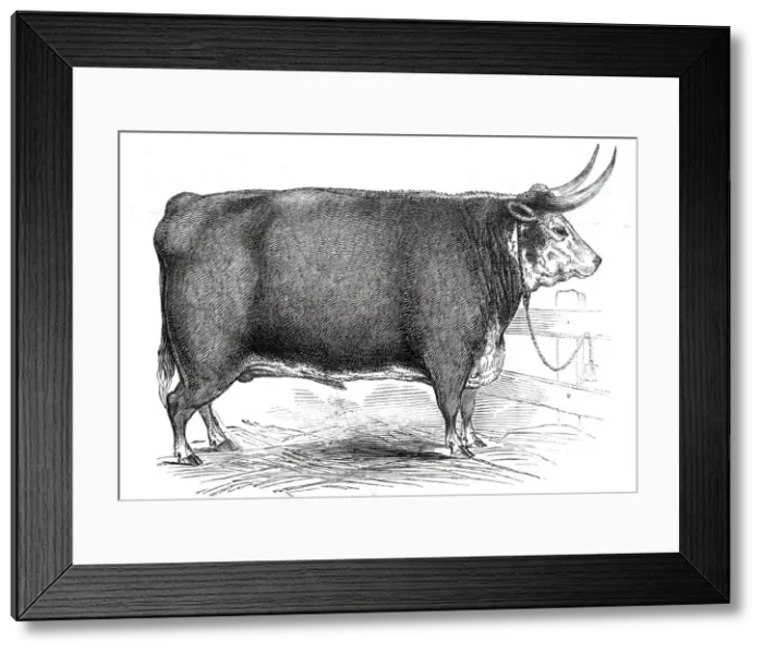 Framed Print : Mr. R.M. Laytons 4 yrs. 8 mo. old Hereford ox... 1845. Creator: Unknown Framed Print : Mr. R.M. Laytons 4 yrs. 8 mo. old Hereford ox... 1845. Creator: Unknown