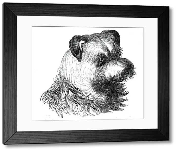 Framed Print : Head of the Scotch Terrier, 1844. Creator: Unknown Framed Print : Head of the Scotch Terrier, 1844. Creator: Unknown