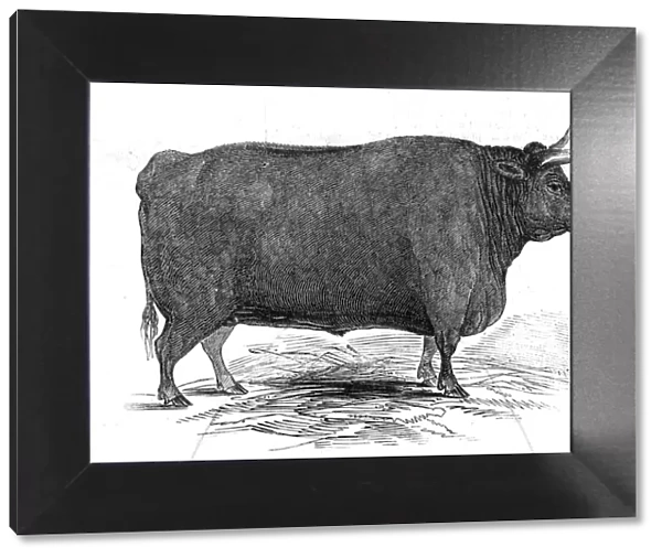 Mr. T. W. Fouracres 3 yrs. 11 mo. old Devon steer... 1845. Creator: Unknown