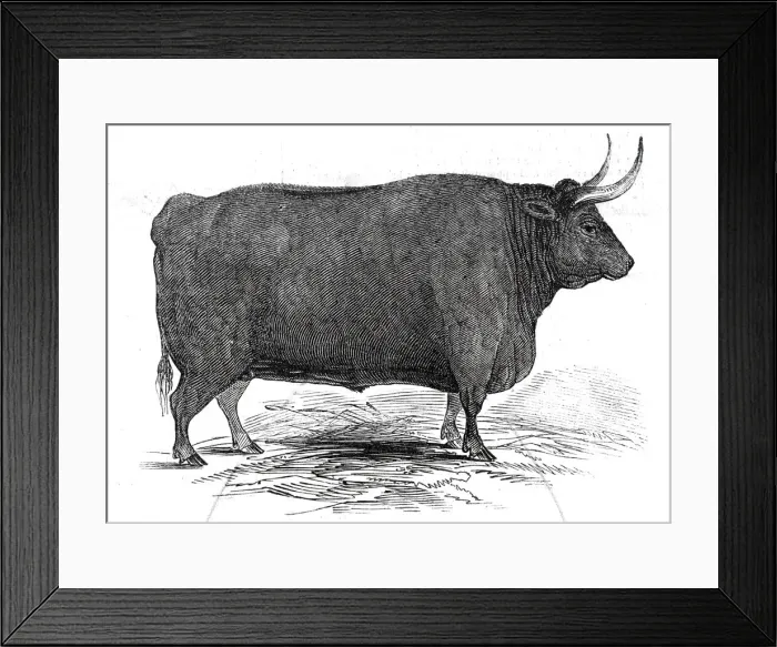 Framed Print : Mr. T. W. Fouracres 3 yrs. 11 mo. old Devon steer... 1845. Creator: Unknown Framed Print : Mr. T. W. Fouracres 3 yrs. 11 mo. old Devon steer... 1845. Creator: Unknown