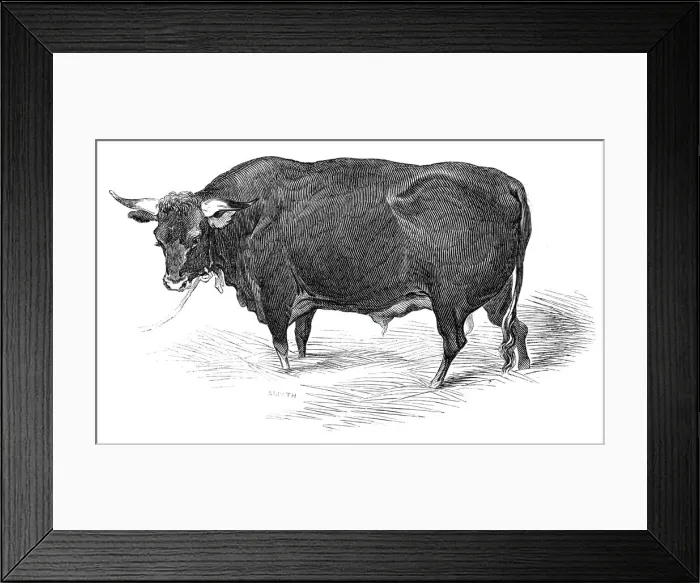 Framed Print : Mr. G. Turners Devon bull, 1844. Creator: Unknown Framed Print : Mr. G. Turners Devon bull, 1844. Creator: Unknown