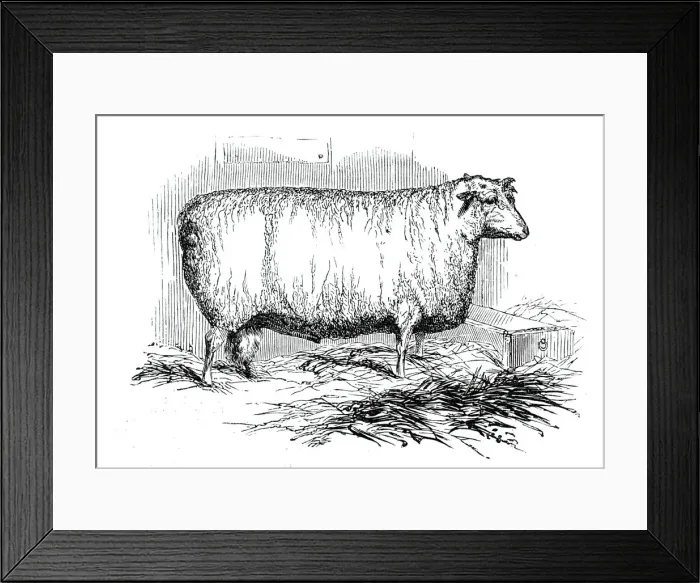 Framed Print : Mr. J. Lintons Lincoln and Leicester Ewe, 1844. Creator: Unknown Framed Print : Mr. J. Lintons Lincoln and Leicester Ewe, 1844. Creator: Unknown