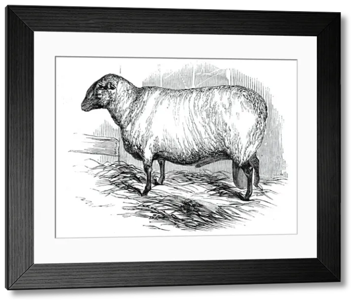 Framed Print : Mr. T. Huttons Hampshire Down ram, 1844. Creator: Unknown Framed Print : Mr. T. Huttons Hampshire Down ram, 1844. Creator: Unknown