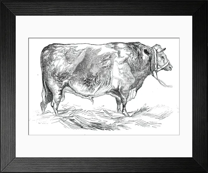 Framed Print : Mr. W. Foulds short-horned bull, 1844. Creator: Unknown Framed Print : Mr. W. Foulds short-horned bull, 1844. Creator: Unknown