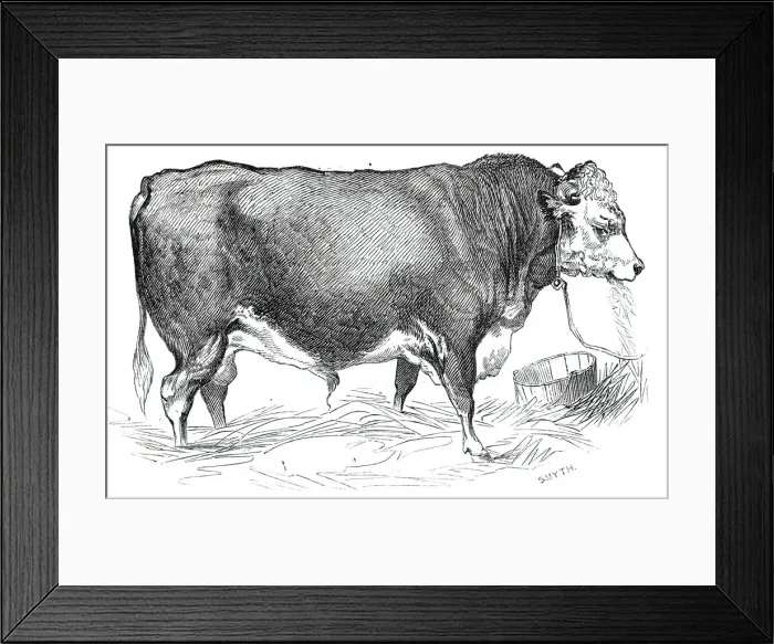 Framed Print : Mr. W. Perrys Hereford bull, 1844. Creator: Unknown Framed Print : Mr. W. Perrys Hereford bull, 1844. Creator: Unknown