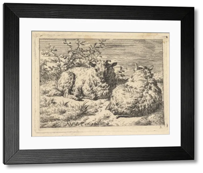 Framed Print : Two Recumbent Sheep, 1670. Creator: Adriaen van de Velde Framed Print : Two Recumbent Sheep, 1670. Creator: Adriaen van de Velde