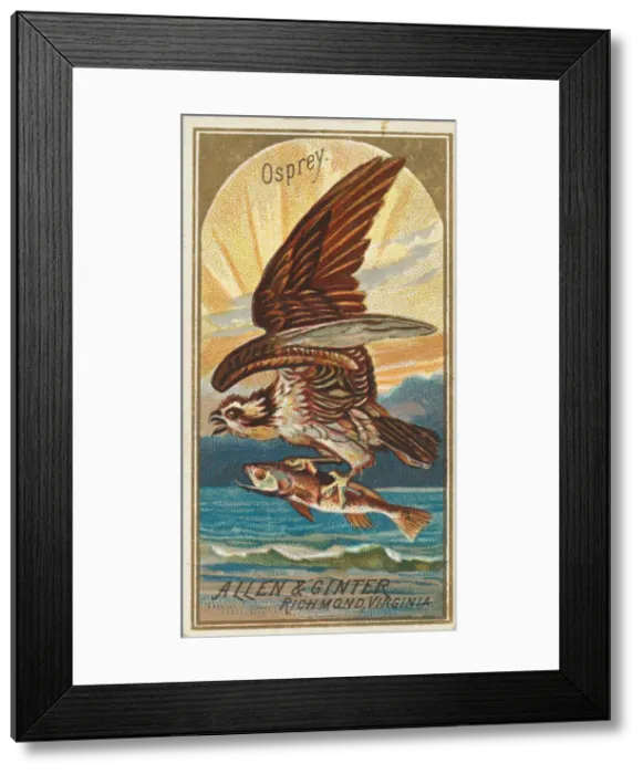 Framed Print : Osprey, from the Birds of America series (N4) for Allen & Ginter Cigarettes Brands Framed Print : Osprey, from the Birds of America series (N4) for Allen & Ginter Cigarettes Brands