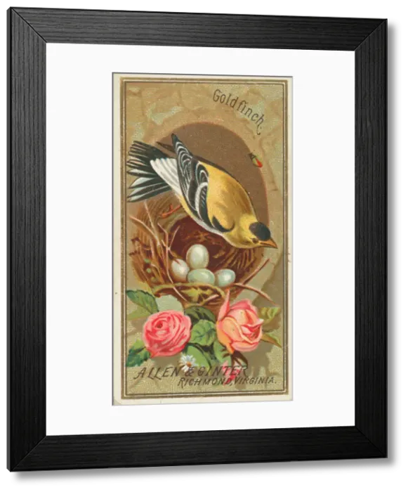 Framed Print : Goldfinch, from the Birds of America series (N4) for Allen & Ginter Cigarettes Brands Framed Print : Goldfinch, from the Birds of America series (N4) for Allen & Ginter Cigarettes Brands