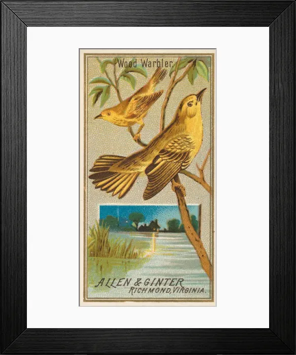 Framed Print : Wood Warbler, from the Birds of America series (N4) for Allen & Framed Print : Wood Warbler, from the Birds of America series (N4) for Allen &