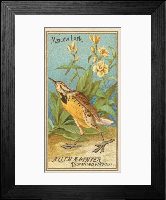 Framed Print : Meadow Lark, from the Birds of America series (N4) for Allen & Framed Print : Meadow Lark, from the Birds of America series (N4) for Allen &