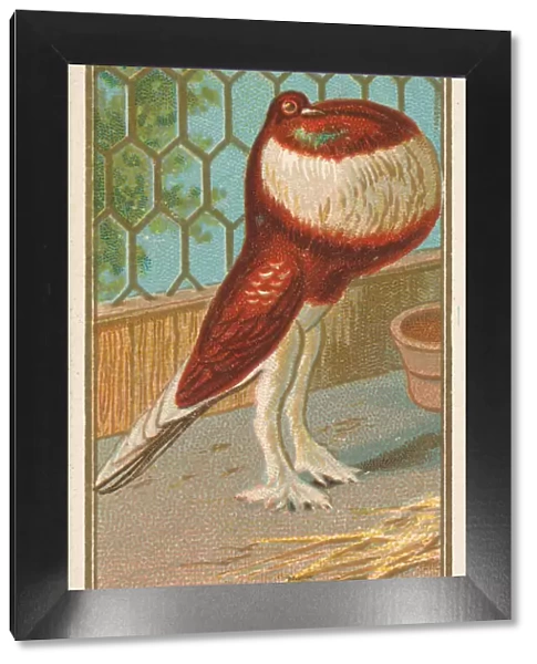 Pouter Pigeon, from the Birds of America series (N4) for Allen &