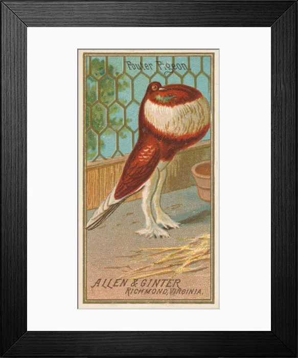 Framed Print : Pouter Pigeon, from the Birds of America series (N4) for Allen & Framed Print : Pouter Pigeon, from the Birds of America series (N4) for Allen &