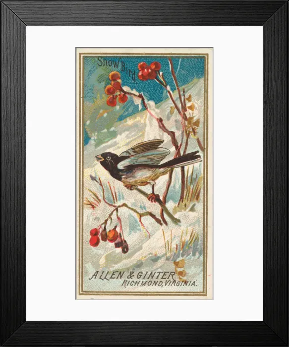 Framed Print : Snow Bird, from the Birds of America series (N4) for Allen & Ginter Cigarettes Brands Framed Print : Snow Bird, from the Birds of America series (N4) for Allen & Ginter Cigarettes Brands