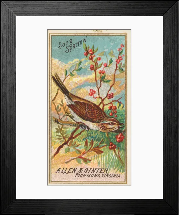 Framed Print : Song Sparrow, from the Birds of America series (N4) for Allen & Framed Print : Song Sparrow, from the Birds of America series (N4) for Allen &