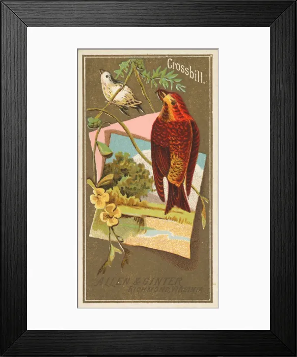 Framed Print : Crossbill, from the Birds of America series (N4) for Allen & Ginter Cigarettes Brands Framed Print : Crossbill, from the Birds of America series (N4) for Allen & Ginter Cigarettes Brands