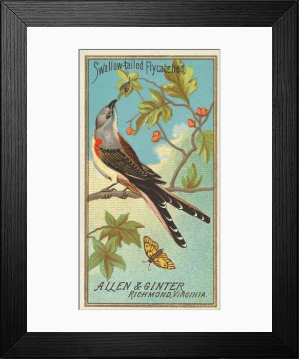 Framed Print : Swallow-tailed Flycatcher, from the Birds of America series (N4) for Allen & Framed Print : Swallow-tailed Flycatcher, from the Birds of America series (N4) for Allen &
