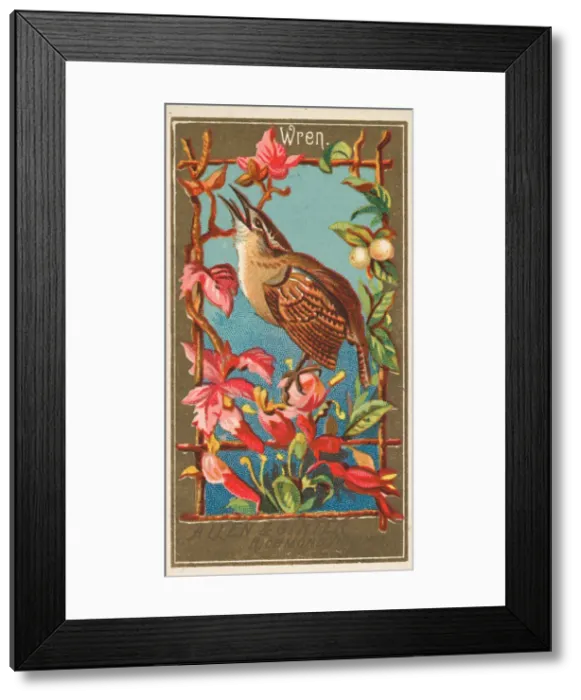 Framed Print : Wren, from the Birds of America series (N4) for Allen & Ginter Cigarettes Brands Framed Print : Wren, from the Birds of America series (N4) for Allen & Ginter Cigarettes Brands