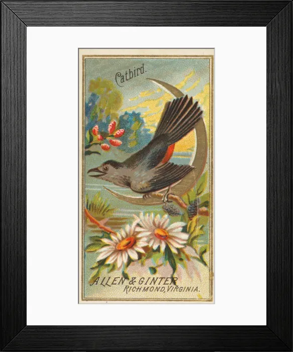 Framed Print : Catbird, from the Birds of America series (N4) for Allen & Ginter Cigarettes Brands Framed Print : Catbird, from the Birds of America series (N4) for Allen & Ginter Cigarettes Brands