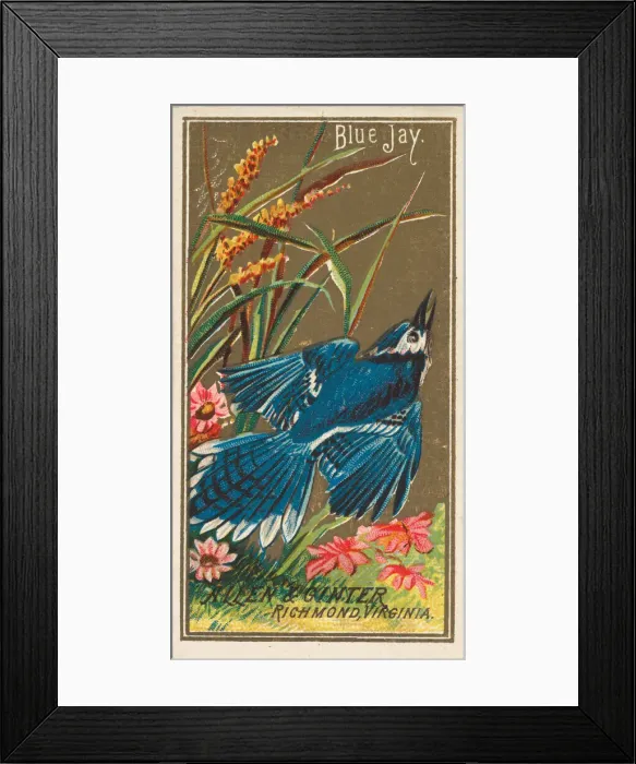 Framed Print : Blue Jay, from the Birds of America series (N4) for Allen & Ginter Cigarettes Brands Framed Print : Blue Jay, from the Birds of America series (N4) for Allen & Ginter Cigarettes Brands