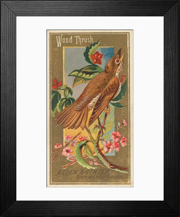 Framed Print : Wood Thrush, from the Birds of America series (N4) for Allen & Framed Print : Wood Thrush, from the Birds of America series (N4) for Allen &