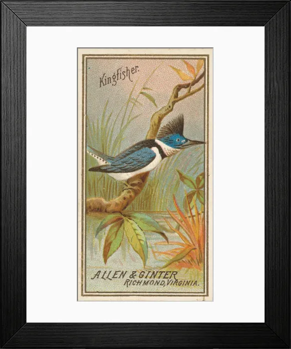 Framed Print : Kingfisher, from the Birds of America series (N4) for Allen & Framed Print : Kingfisher, from the Birds of America series (N4) for Allen &
