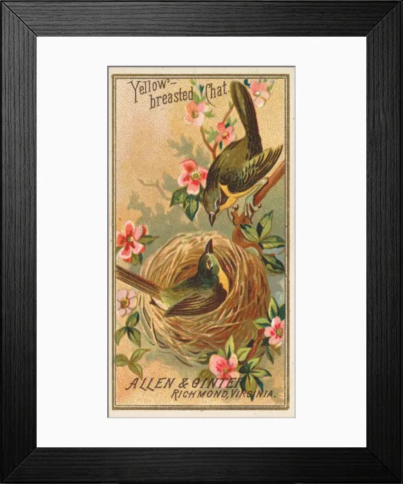 Framed Print : Yellow-breasted Chat, from the Birds of America series (N4) for Allen & Framed Print : Yellow-breasted Chat, from the Birds of America series (N4) for Allen &