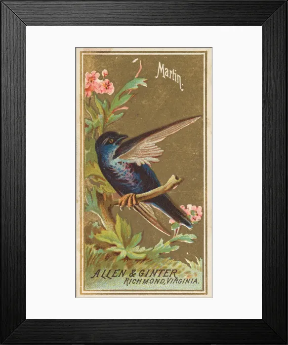 Framed Print : Martin, from the Birds of America series (N4) for Allen & Ginter Cigarettes Brands Framed Print : Martin, from the Birds of America series (N4) for Allen & Ginter Cigarettes Brands