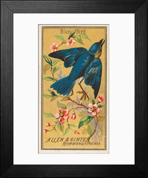 Framed Print : Blue Bird, from the Birds of America series (N4) for Allen & Ginter Cigarettes Brands Framed Print : Blue Bird, from the Birds of America series (N4) for Allen & Ginter Cigarettes Brands