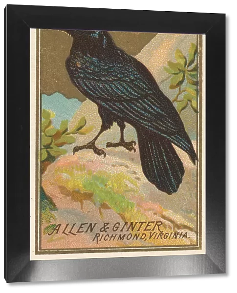 Raven, from the Birds of America series (N4) for Allen & Ginter Cigarettes Brands