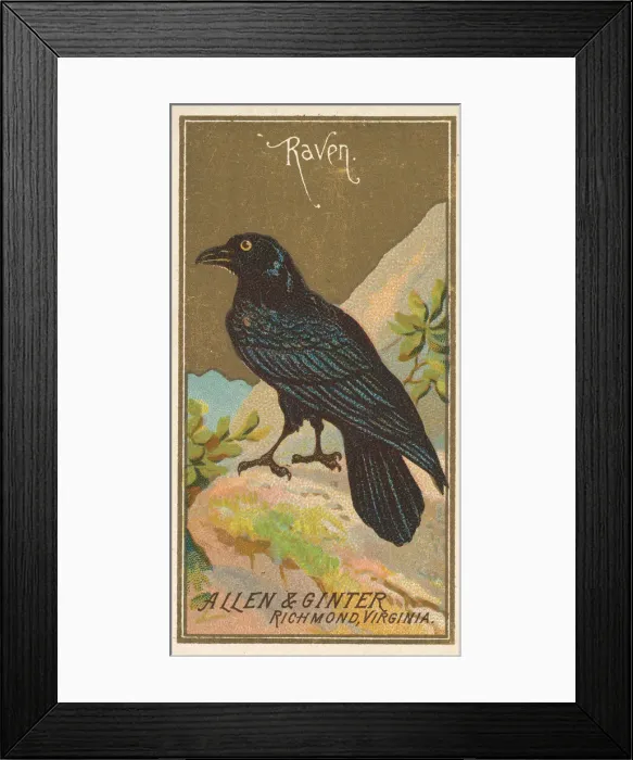 Framed Print : Raven, from the Birds of America series (N4) for Allen & Ginter Cigarettes Brands Framed Print : Raven, from the Birds of America series (N4) for Allen & Ginter Cigarettes Brands