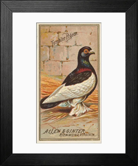 Framed Print : Tumbler Pigeon, from the Birds of America series (N4) for Allen & Framed Print : Tumbler Pigeon, from the Birds of America series (N4) for Allen &