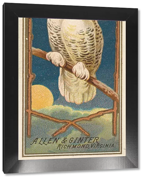 Snowy Owl, from the Birds of America series (N4) for Allen & Ginter Cigarettes Brands