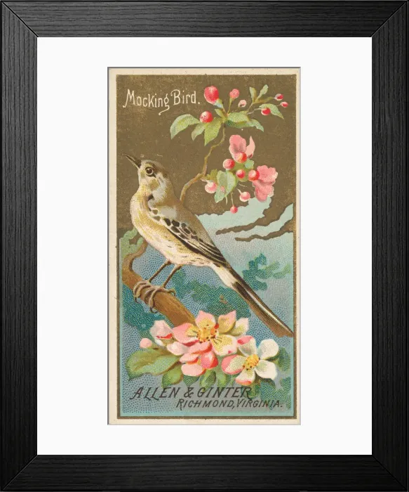 Framed Print : Mockingbird, from the Birds of America series (N4) for Allen & Framed Print : Mockingbird, from the Birds of America series (N4) for Allen &