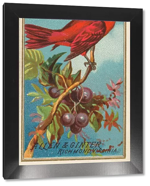 Red Bird, from the Birds of America series (N4) for Allen & Ginter Cigarettes Brands
