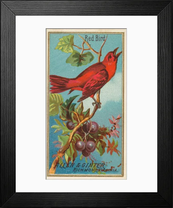 Framed Print : Red Bird, from the Birds of America series (N4) for Allen & Ginter Cigarettes Brands Framed Print : Red Bird, from the Birds of America series (N4) for Allen & Ginter Cigarettes Brands