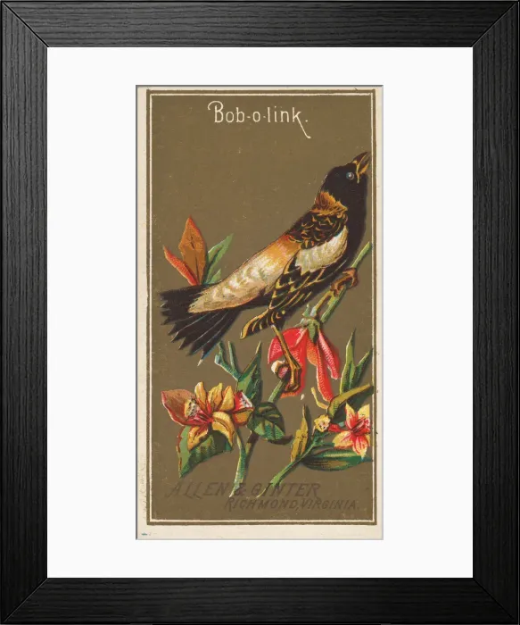 Framed Print : Bob-o-link, from the Birds of America series (N4) for Allen & Framed Print : Bob-o-link, from the Birds of America series (N4) for Allen &